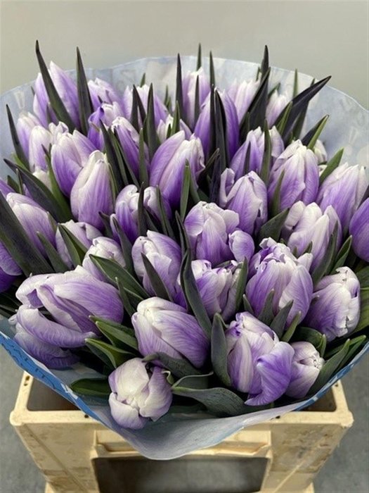 <h4>Tu Kb Pastel Milka</h4>