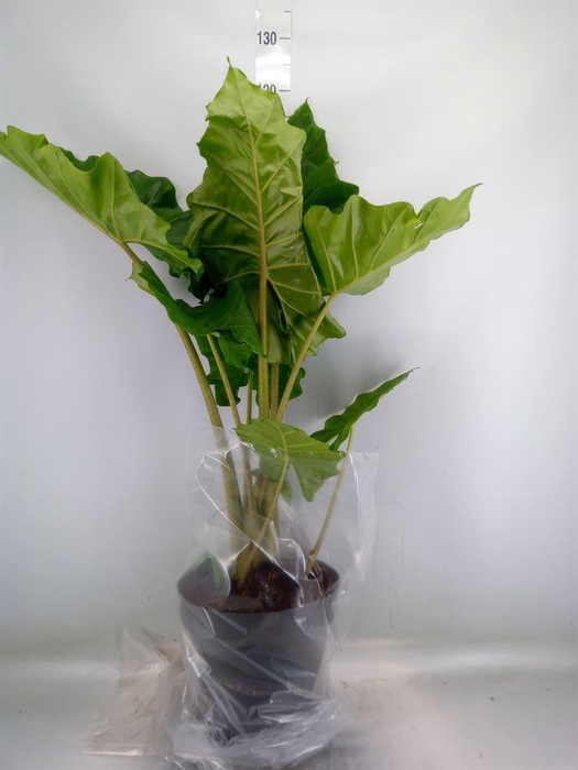 <h4>Alocasia portodora</h4>