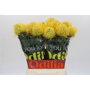 Nutans Ayoba Yellow