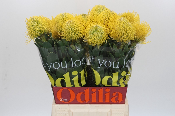 <h4>Nutans Ayoba Yellow</h4>