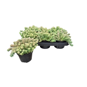 SEDUM BURRITO