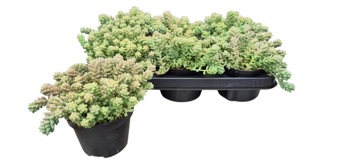 <h4>SEDUM BURRITO</h4>