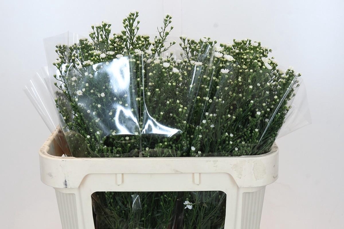 <h4>Aster Paquita</h4>