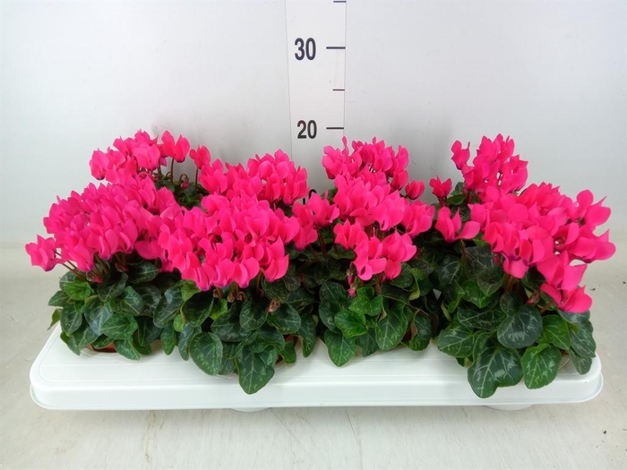 <h4>Cyclamen KL 'Compact'</h4>
