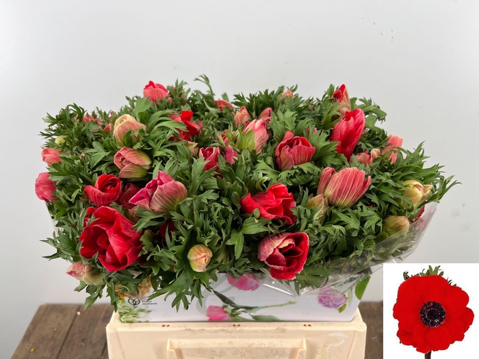 <h4>ANEM CO MAR RED</h4>