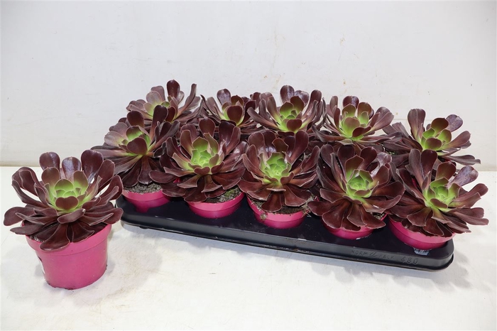 <h4>Aeonium Ab Velours</h4>