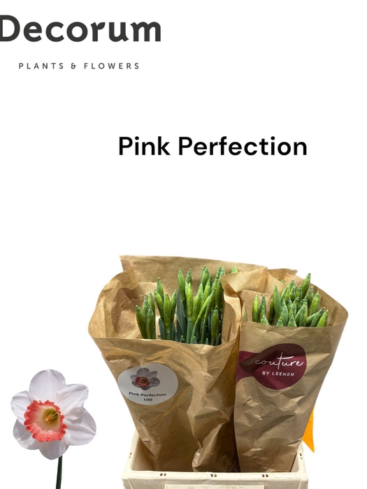 <h4>Narcissus Pink Perfection 566</h4>