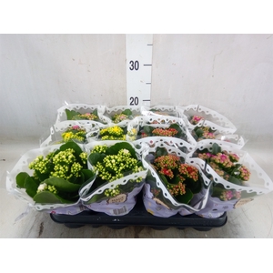 Kalanchoe blos.   ..rosebud mix  5