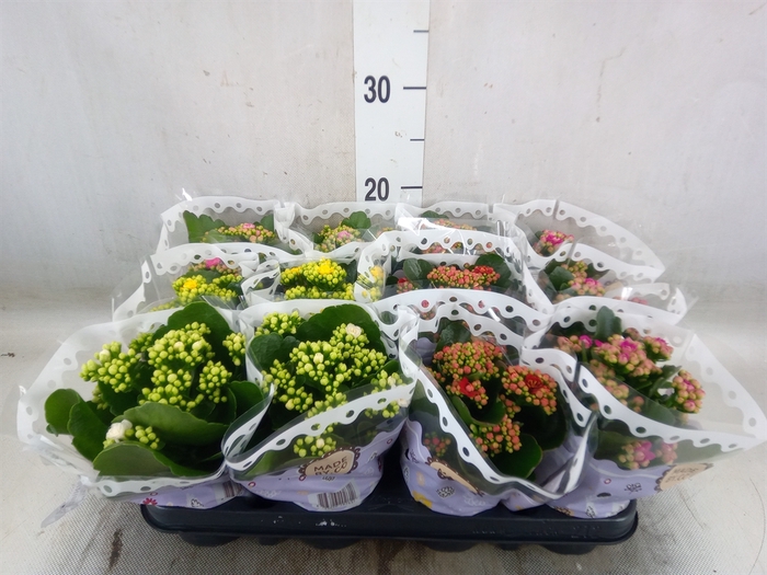 <h4>Kalanchoe blos.   ..rosebud mix  5</h4>