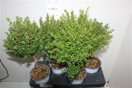 <h4>Myrtus Communis</h4>