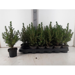 PICEA GL CONICA