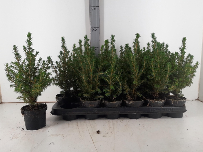 <h4>PICEA GL CONICA</h4>