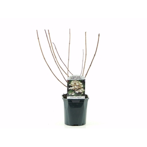 Hydrangea pan. Wims Red