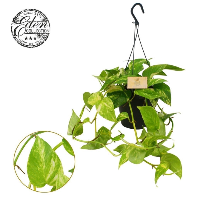 <h4>Epipremnum Hawaien 17cm HP</h4>