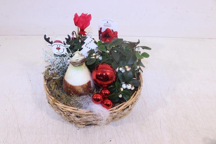 <h4>ARR HIPPEASTRUM</h4>