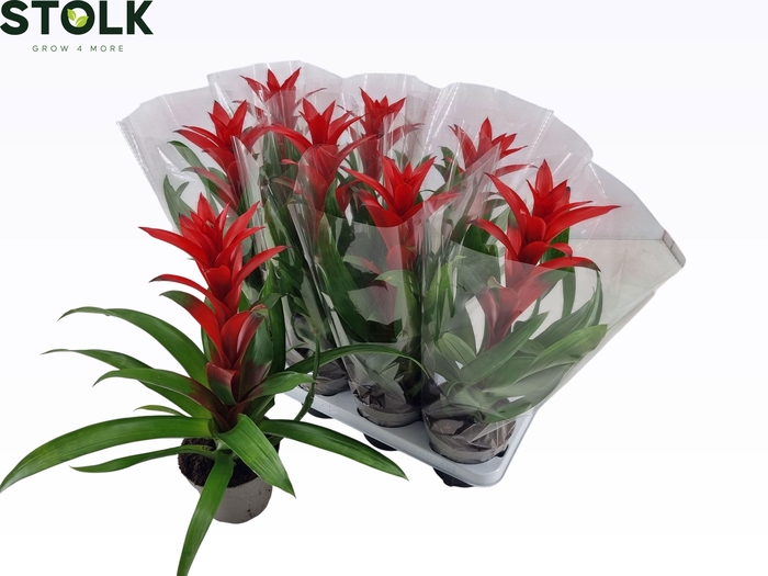 <h4>GUZM CALYPSO</h4>