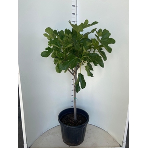 FICUS CARICA
