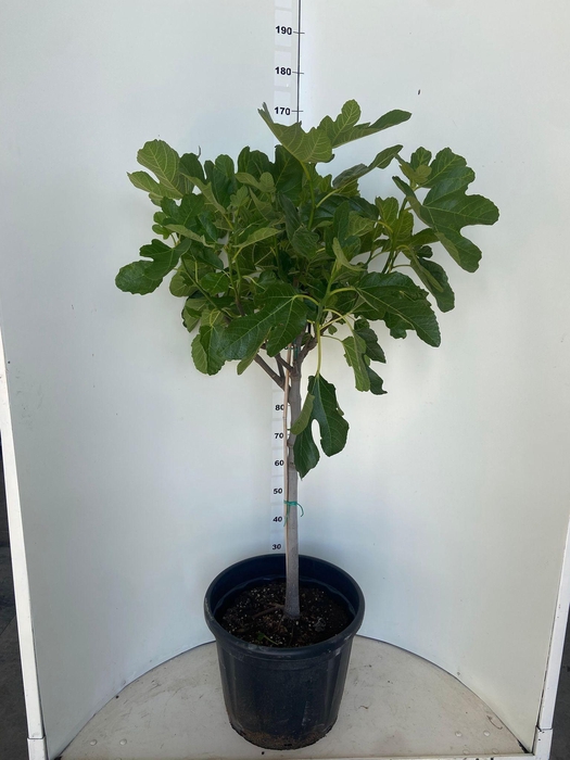 <h4>FICUS CARICA</h4>