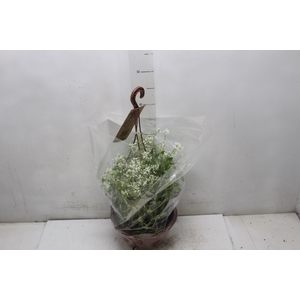 EUPHORBIA CHAMAESYCE KILIMANSCHARO C21 BRANCO