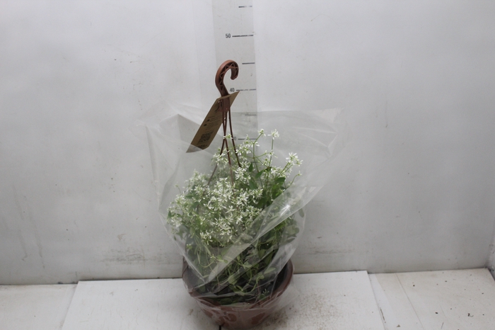 <h4>EUPHORBIA CHAMAESYCE KILIMANSCHARO C21 BRANCO</h4>