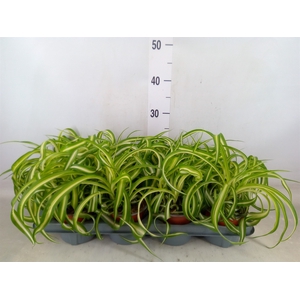 Chlorophytum com. 'Bonnie'