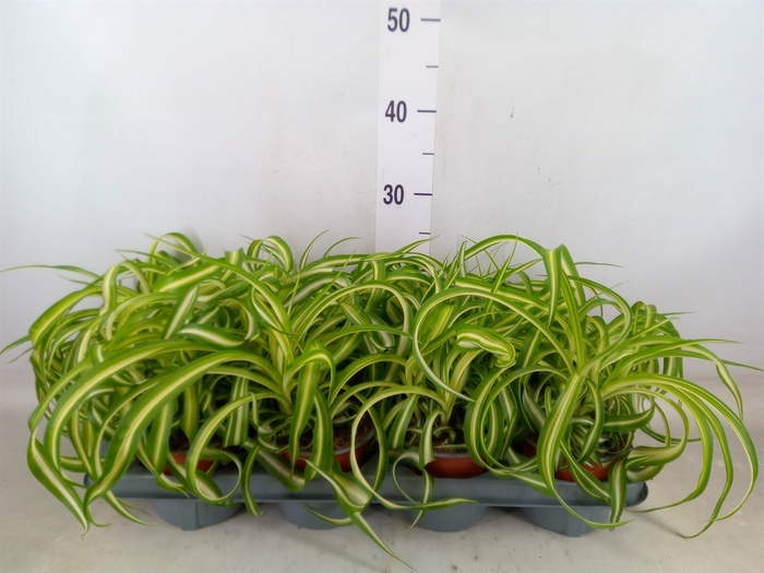 <h4>Chlorophytum com. 'Bonnie'</h4>
