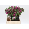 Anemone Mistral Plus Cerise