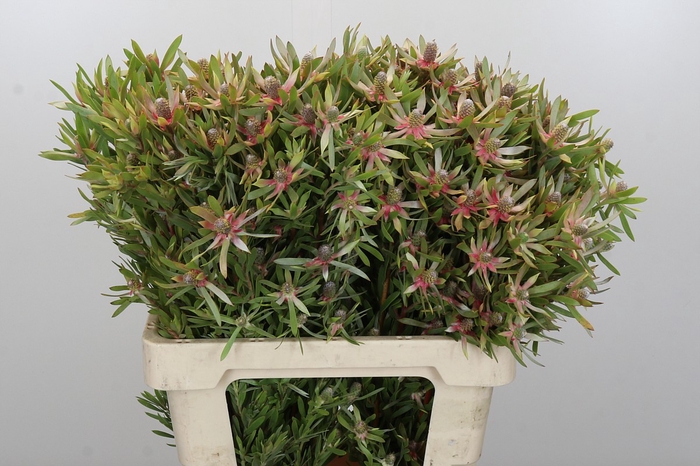 Leucadendron Ayoba Star Pearl