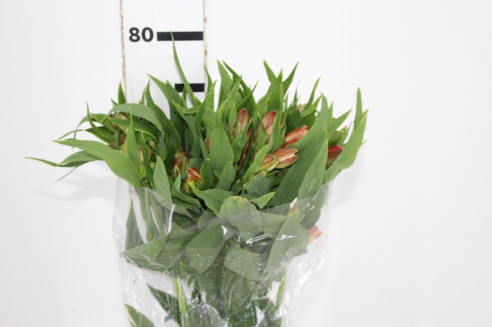 <h4>ALSTROEMERIA CANYON 080 CM</h4>