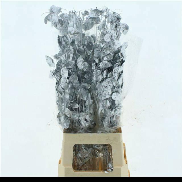 <h4>DROOGBL BEWERKT H%</h4>