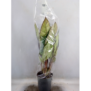 Alocasia  'Platinum'