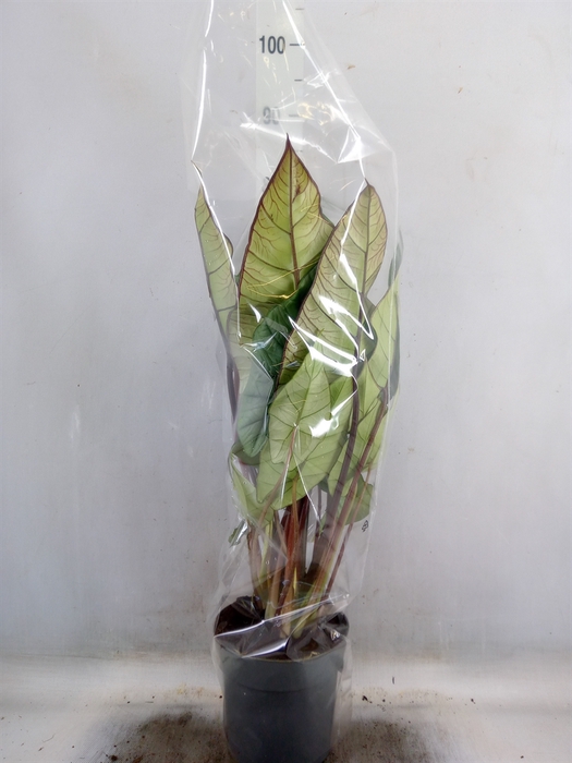<h4>Alocasia  'Platinum'</h4>