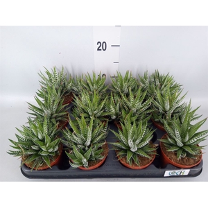 Haworthia fasciala 'Big Band'