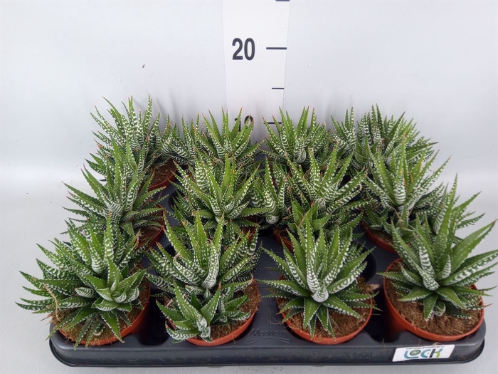 <h4>Haworthia fasciala 'Big Band'</h4>