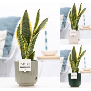 Sansevieria Trif. 