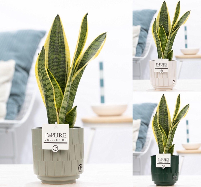<h4>Sansevieria Trif. "Futura Superba" in P&PURE Tess 2 cer. ass.3</h4>
