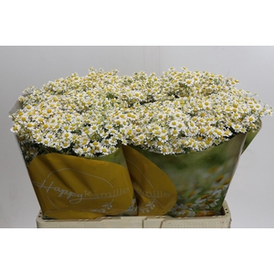 Tanacetum Single Vegmo