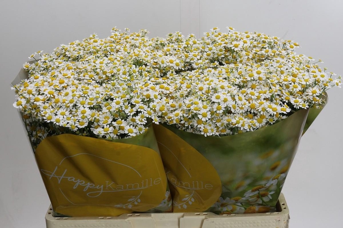 <h4>Tanacetum Single Vegmo</h4>