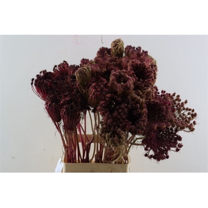 Dille Zaadscherm Small 70cm Naturel Red P/tk