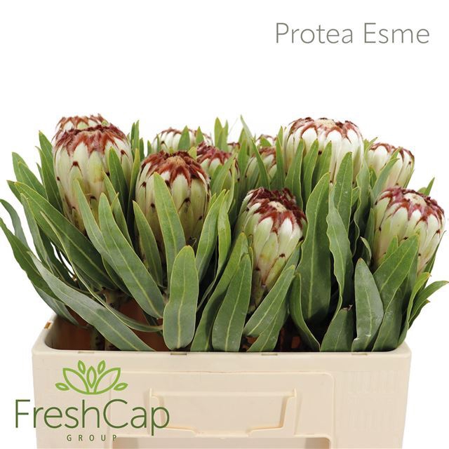 PROTEA MAG NIOBE