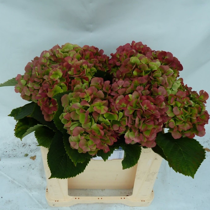 <h4>HYDR M CH VERENA CL</h4>