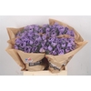 Anemone Powder Lavendel