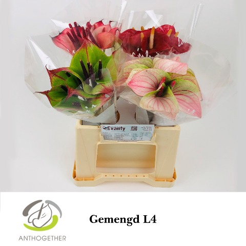 <h4>Anthurium mix Love</h4>