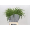 Panicum Fountain