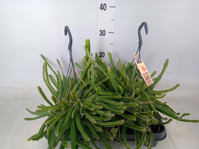 <h4>Hylocereus undatus</h4>