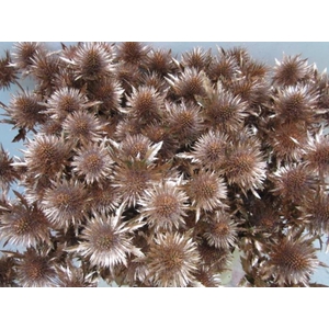 Eryn Magnetar Koper L60