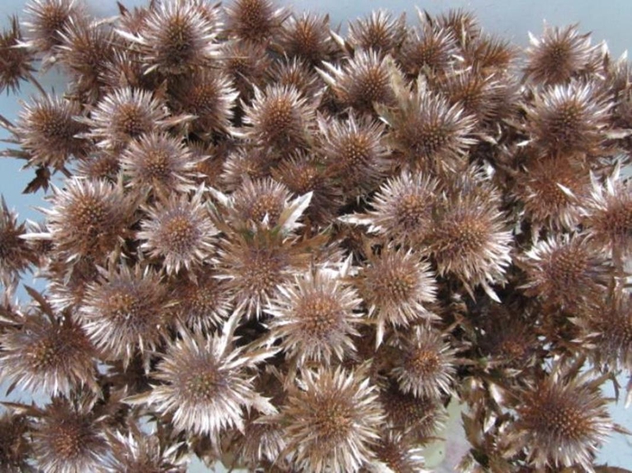 <h4>Eryn Magnetar Koper L60</h4>