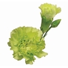 CRAVO SPRAY SKADI 060 CM