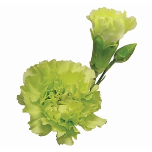 CRAVO SPRAY SKADI 070 CM