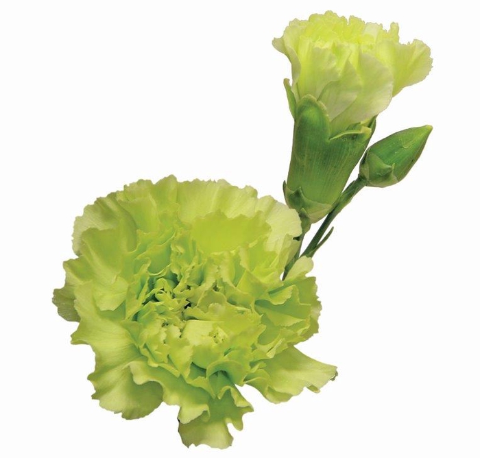 <h4>CRAVO SPRAY SKADI 070 CM</h4>